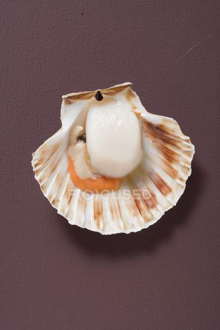 Closeup view of opened scallop on brown surface — Stock Photo