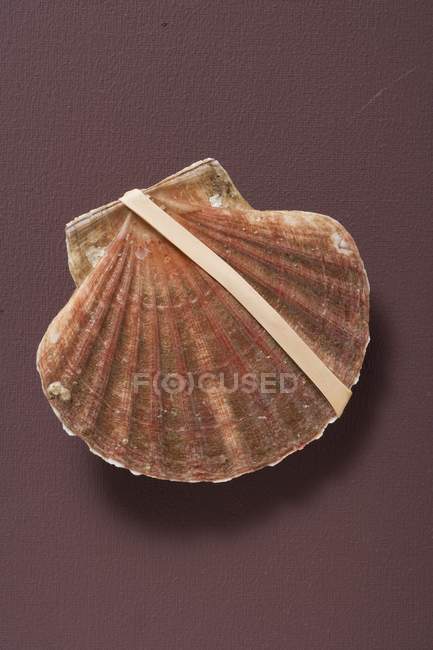 Closeup view of scallop with elastic rubber band — Stock Photo