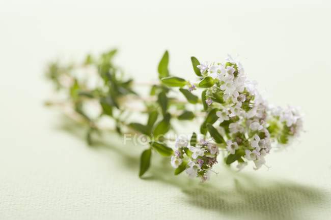 Flowering thyme sprig — Stock Photo