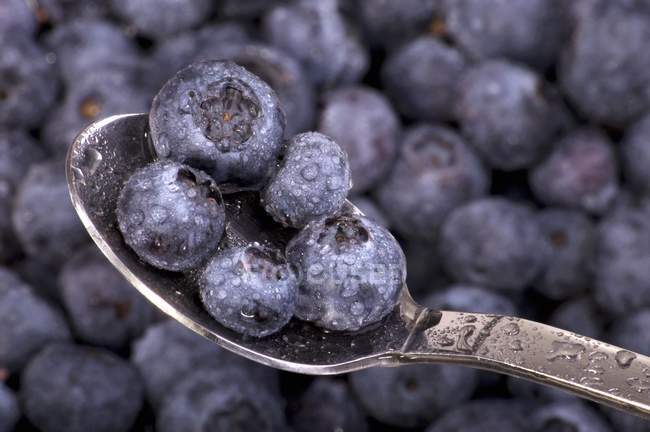 Blueberries with drops of water — Stock Photo