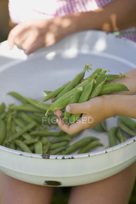 Freshly picked pea pods — Stock Photo
