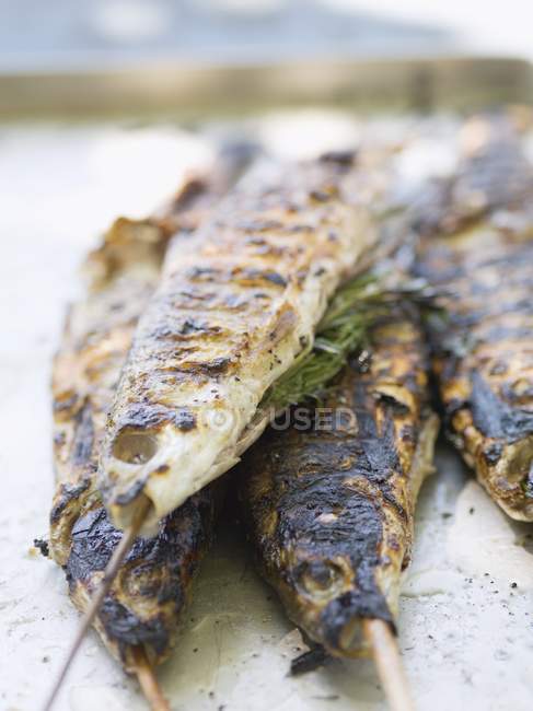Grilled trout fish in sticks — Stock Photo