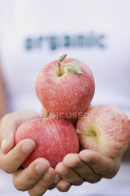 Manos femeninas sosteniendo manzanas - foto de stock
