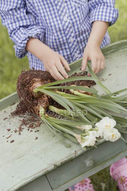 Child with Narcissus flowers on wooden table in garden — Stock Photo