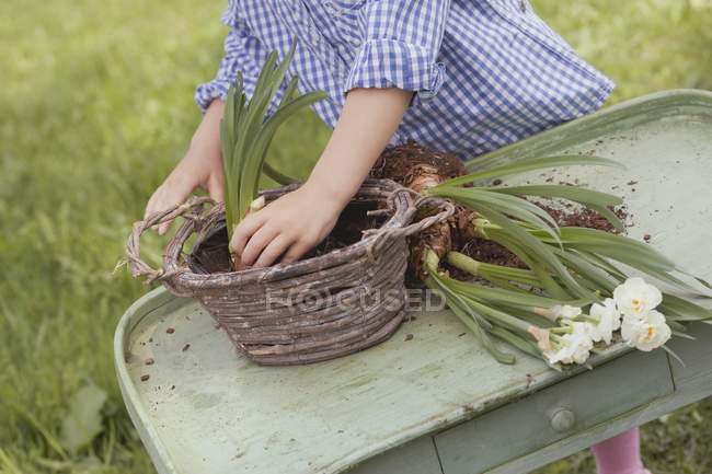 Vista inclinada diurna del niño plantando Narciso en una canasta de mimbre - foto de stock
