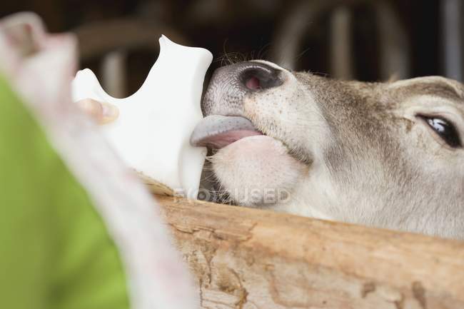 Primo piano vista del vitello leccare un blocco di sale — Foto stock