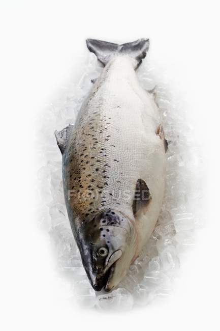 Salmón de Tasmania sobre hielo - foto de stock