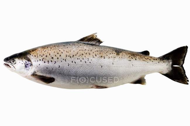 Целый тасманский лосось — стоковое фото