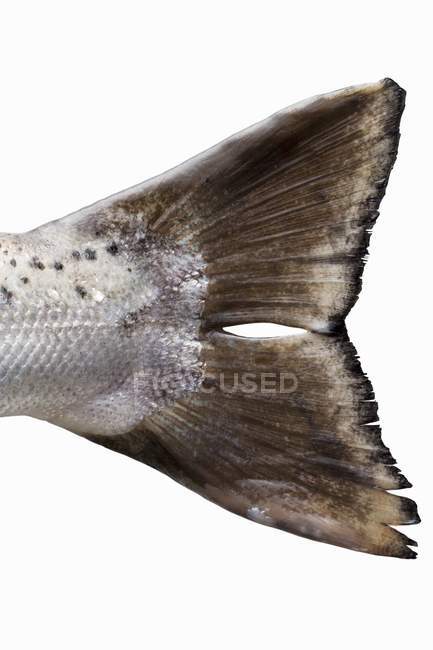 Nageoire caudale d'un saumon de Tasmanie — Photo de stock