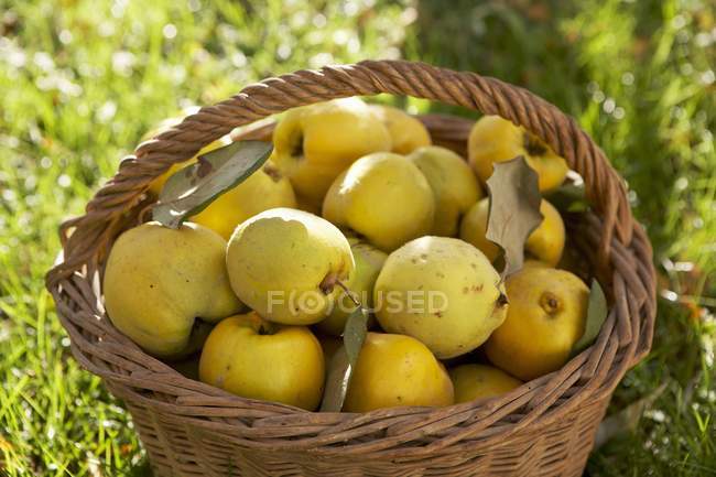 Fresh picked quinces — Stock Photo