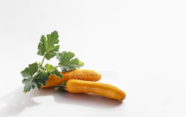 Frische gelbe Zucchini mit Blättern — Stockfoto