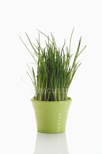 Chives growing in flowerpot — Stock Photo