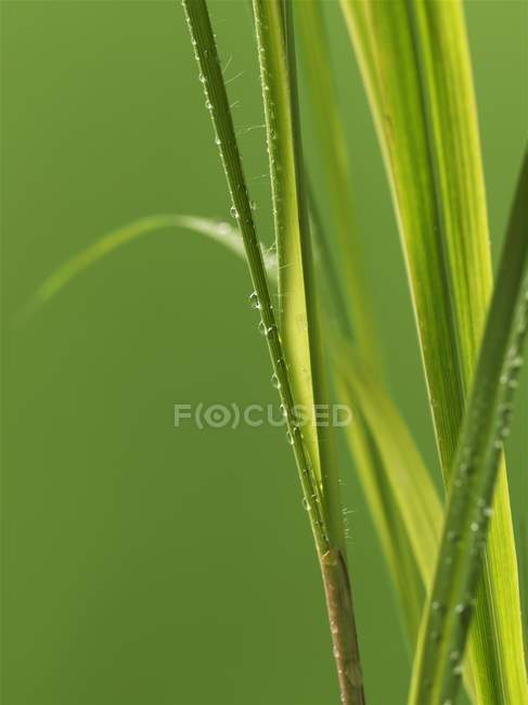 Fresh raw Lemongrass — Stock Photo