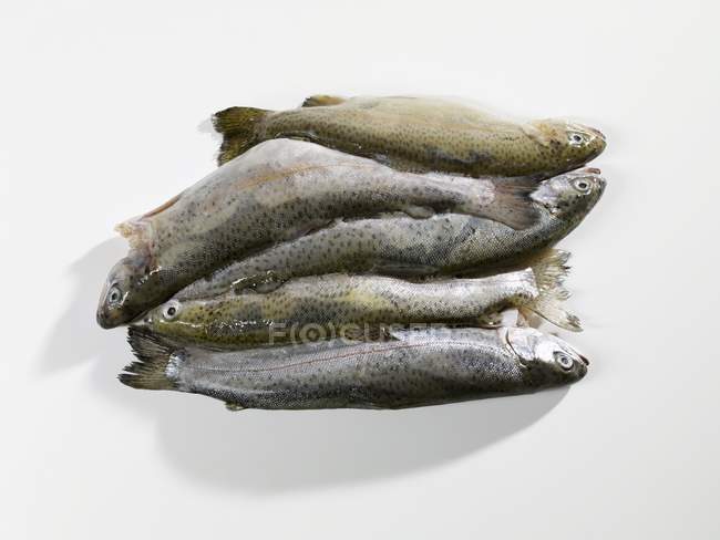 Raw frozen trouts — Stock Photo