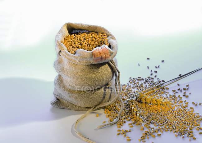 Vista elevata dei chicchi di grano dentro e accanto al sacco — Foto stock