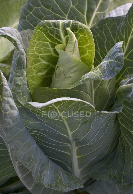 Pointed cabbage growing in field — Stock Photo