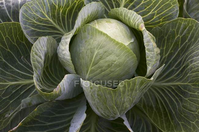 White Cabbage growing in field — Stock Photo