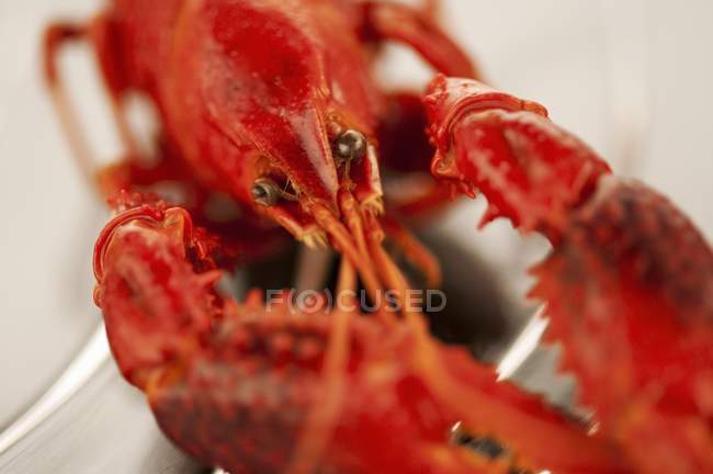 Vista close-up de lagostins de água doce cozidos — Fotografia de Stock