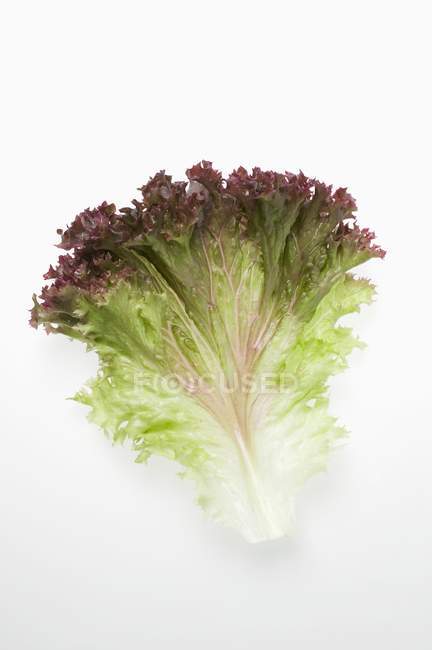Fresh lollo rosso lettuce leaf — Stock Photo