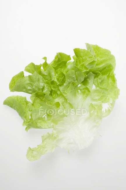 Fresh lettuce leaf — Stock Photo