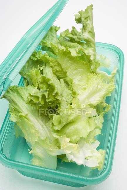 Листя салату в коробці для зберігання їжі — стокове фото