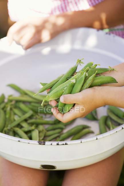 Freshly picked pea pods — Stock Photo