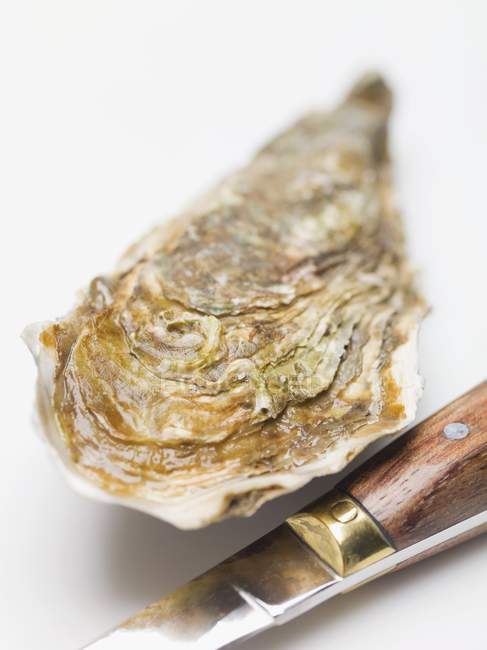Fresh oyster with knife — Stock Photo