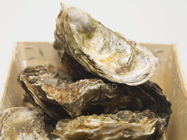 Fresh oysters in shells — Stock Photo