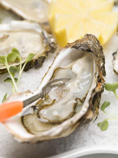 Fresh oysters with cress and lemon — Stock Photo