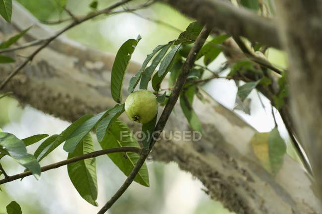 Goyave poussant sur arbre — Photo de stock