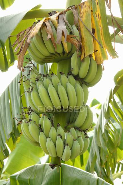 Банани, що ростуть на рослині — стокове фото
