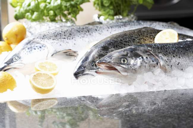 Fresh raw Trouts on ice — Stock Photo