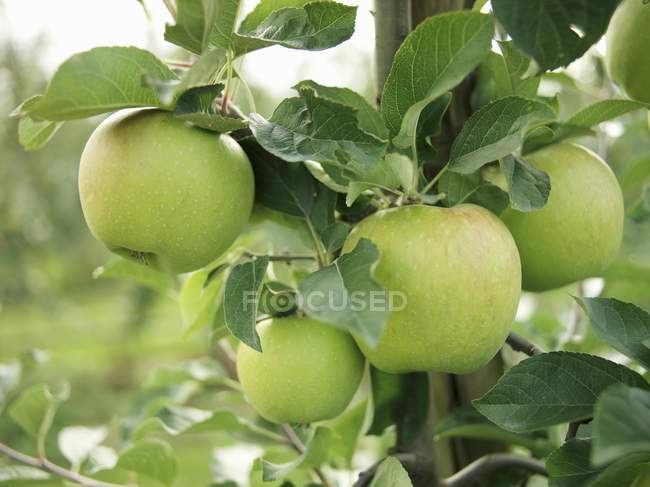 Яблоки растут на дереве — стоковое фото