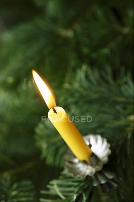 Горящая свеча на елке — стоковое фото
