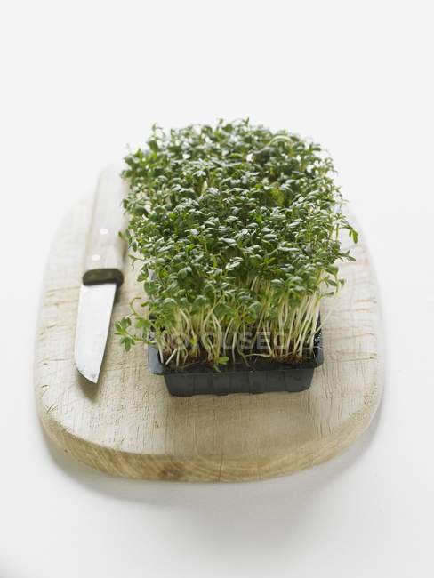 Cress in a plastic tray — Stock Photo