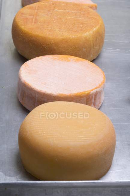 Various round cheeses — Stock Photo