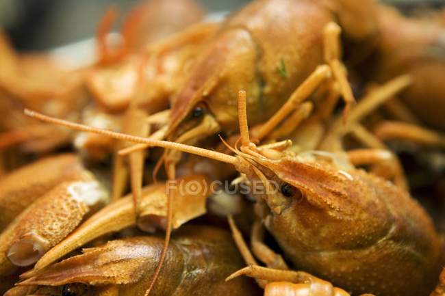 Vista de cerca del montón de cangrejos de río cocidos - foto de stock