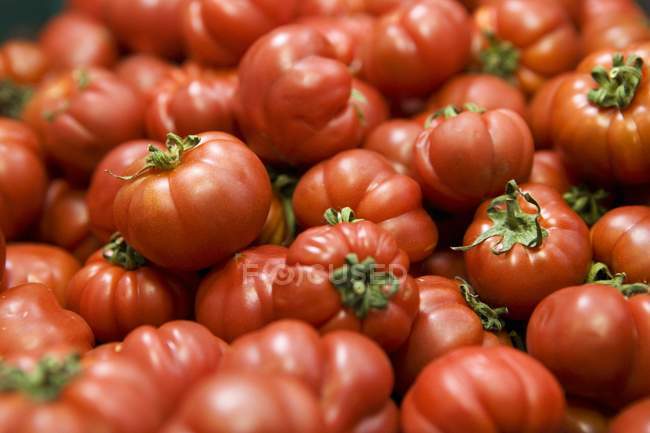 Fresh oxheart tomatoes — Stock Photo