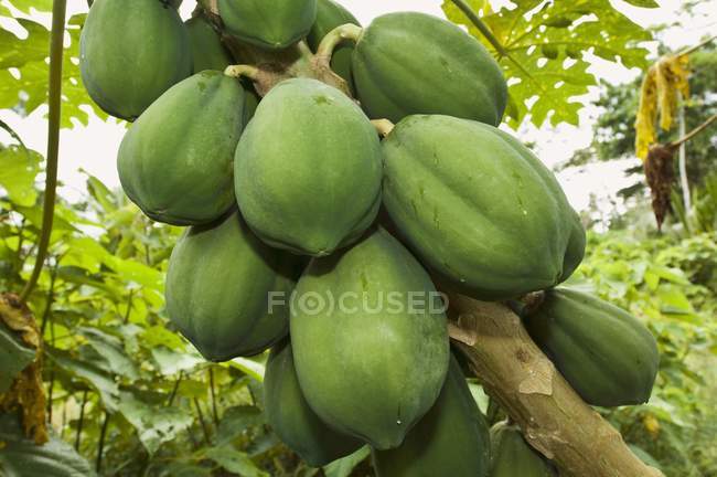 Papayas growing on tree — Stock Photo