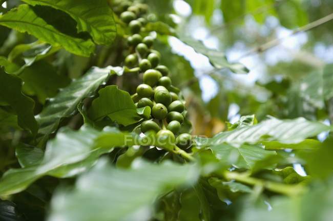 Coffee cherries outdoors — Stock Photo