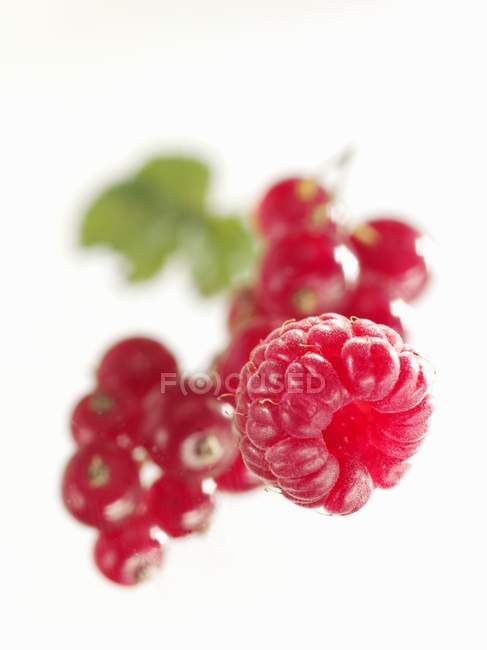 Groselhas vermelhas e framboesa com folha — Fotografia de Stock