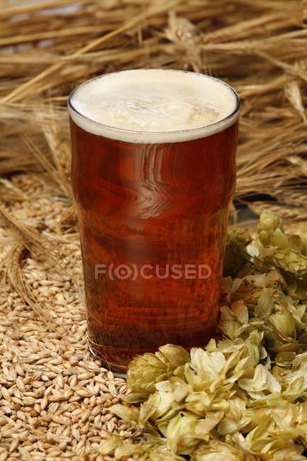 Vidro de cerveja com cevada maltada e lúpulo — Fotografia de Stock