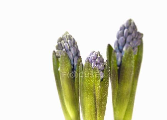 Three hyacinths blossoms with leaves on white background — Stock Photo
