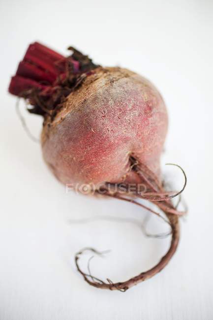Fresh picked beetroot — Stock Photo