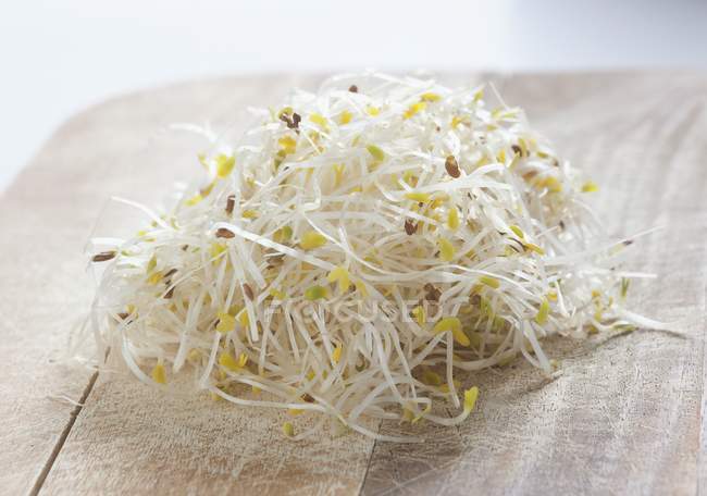 Raw alfalfa sprouts — Stock Photo