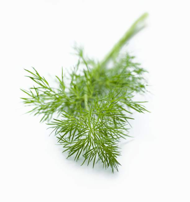 Sprig of fresh dill — Stock Photo