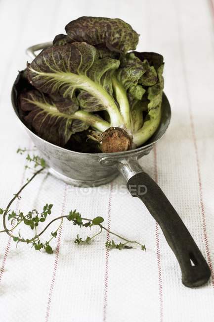Fresh radicchio in saucepan — Stock Photo