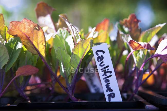 Крупним планом вид на рослини з цвітної капусти в пластиковій тарі — стокове фото