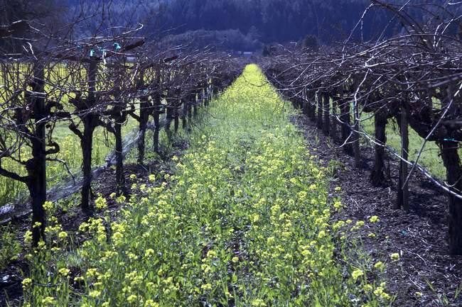 Vue diurne du vignoble fleuri dans la vallée de Napa — Photo de stock