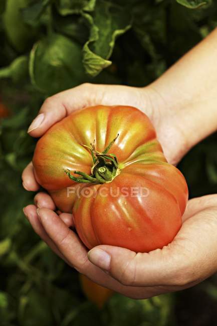 Female hands holding Oxheart tomato — Stock Photo